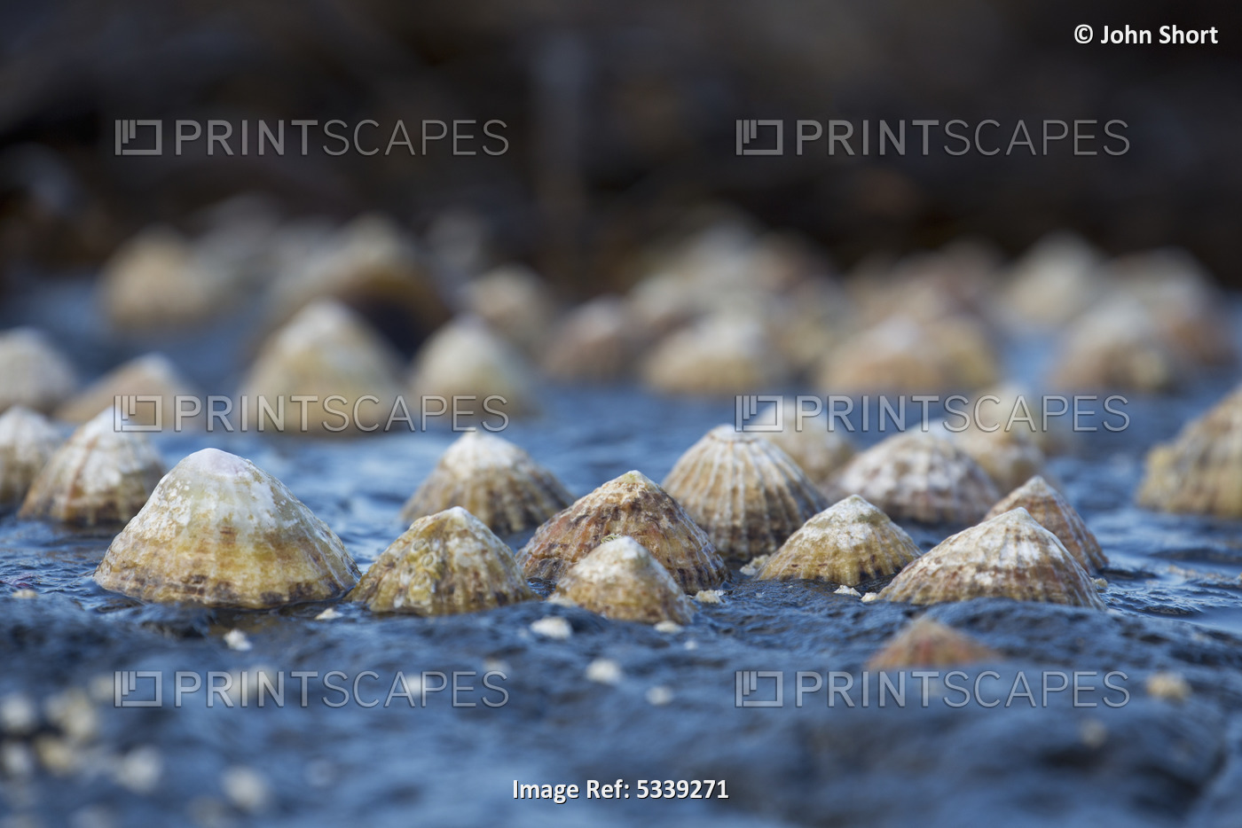 Seashells On A Rock; South Shields, Tyne And Wear, England