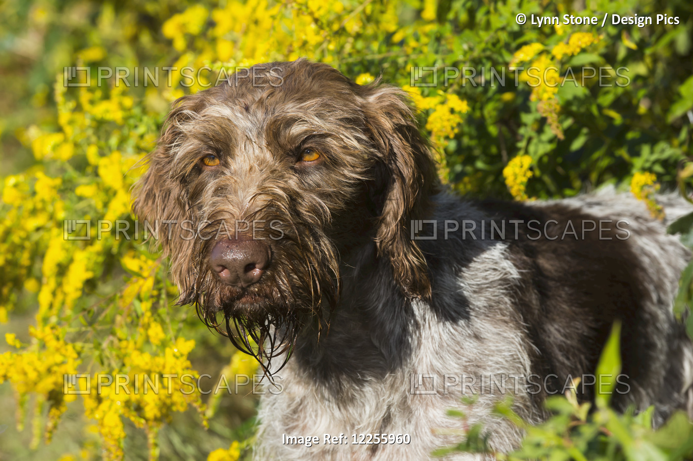 German Wirehaired Pointer In Autumn; Hanover, Connecticut, United States Of ...