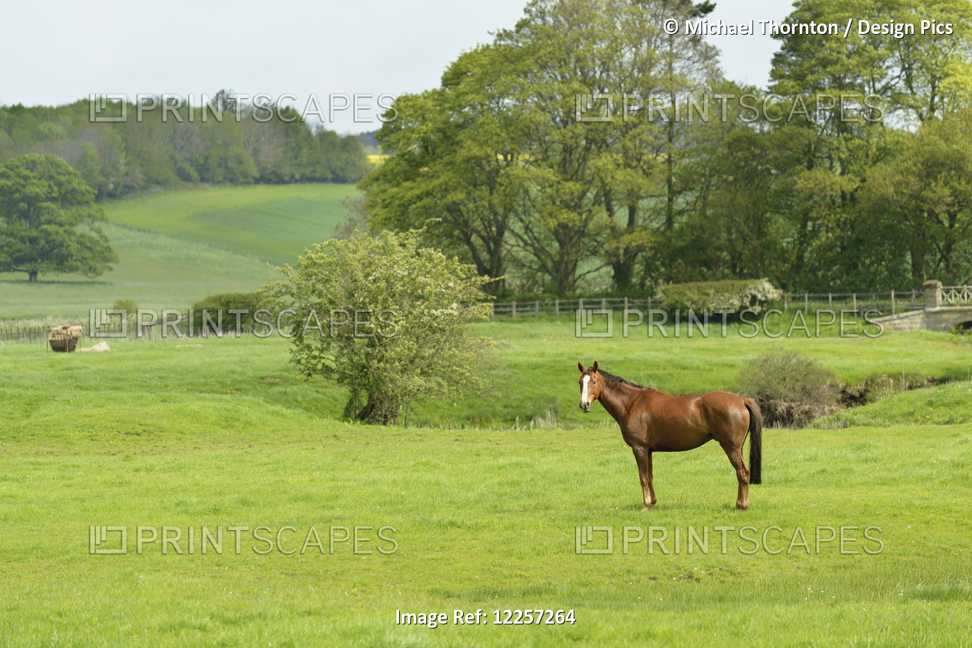 Horse In Field; Morpeth, Northumberland, England