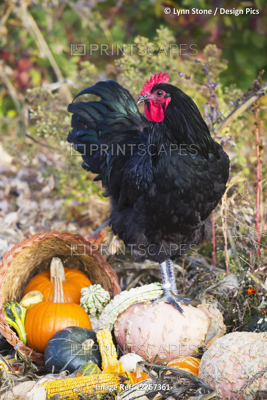 Large Black Australorp Rooster Among Gourds In Autumn Garden; Higganum, ...