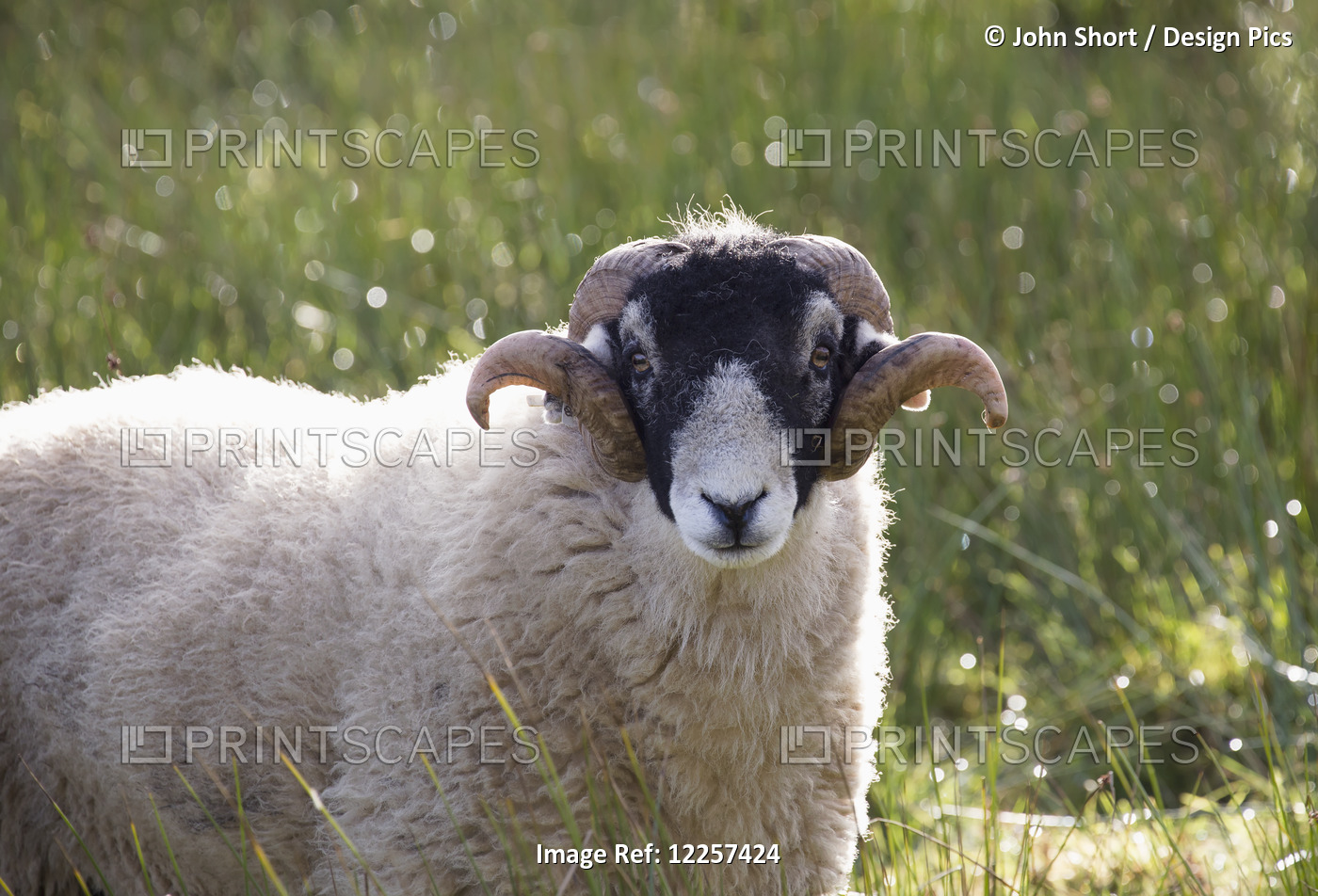 Portrait Of A Sheep; North Yorkshire, England