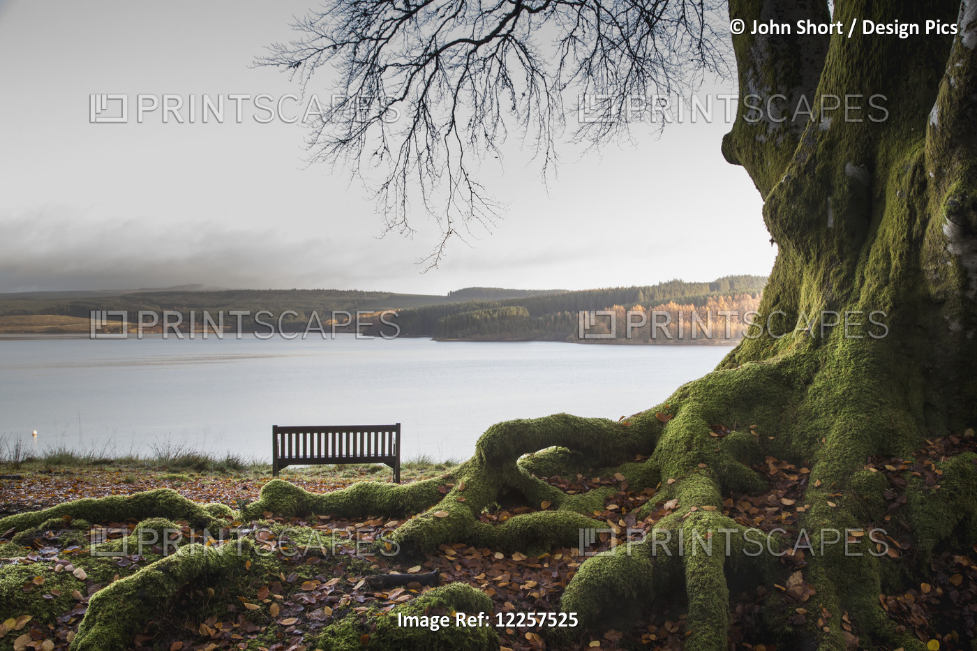 Moss Covered Tree Trunk And Roots At The Edge Of A Tranquil Lake With A Bench; ...