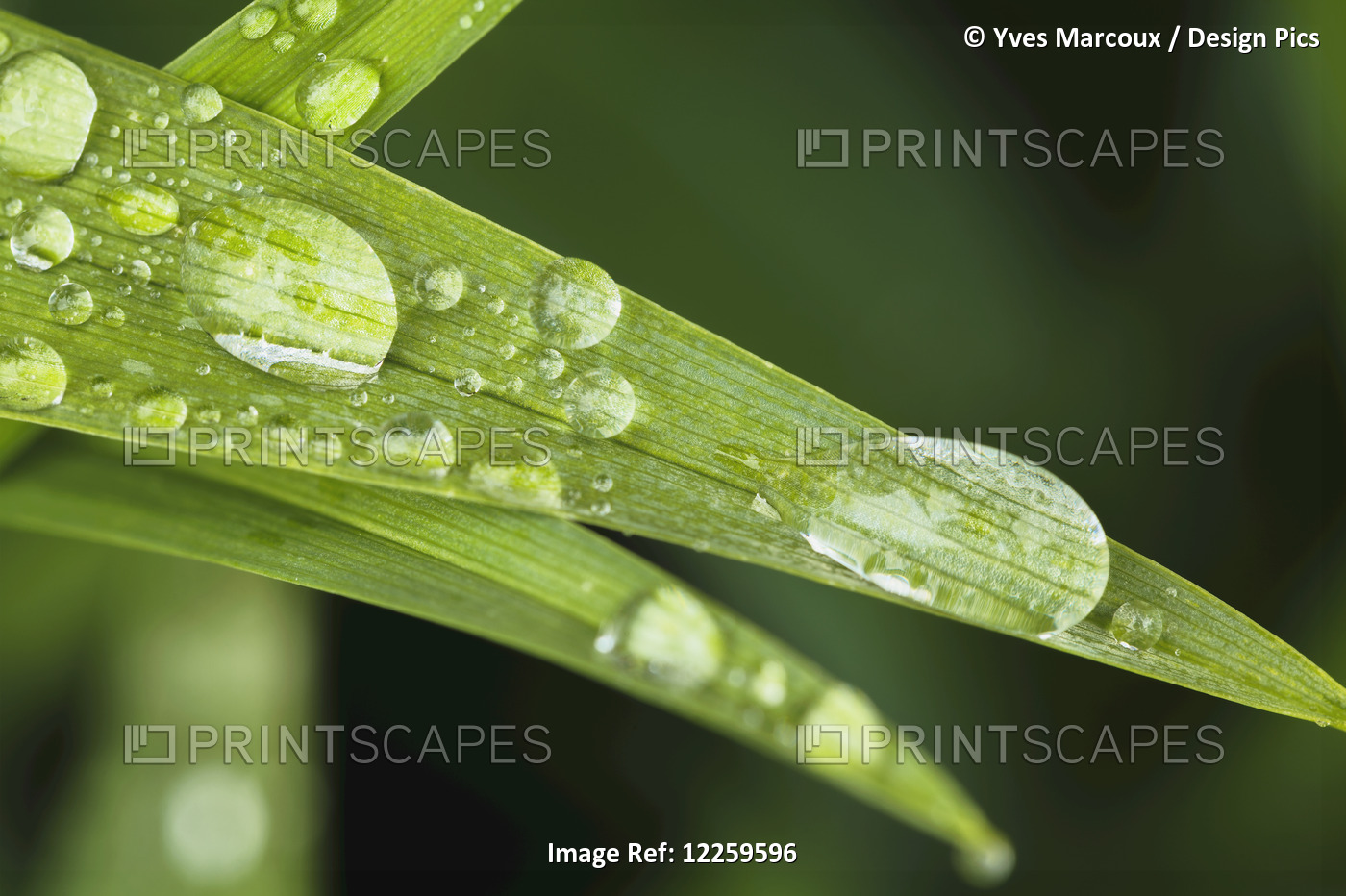 Close Up Of Day Lily Leaves (Hemerocallis Fulva); Quebec, Canada