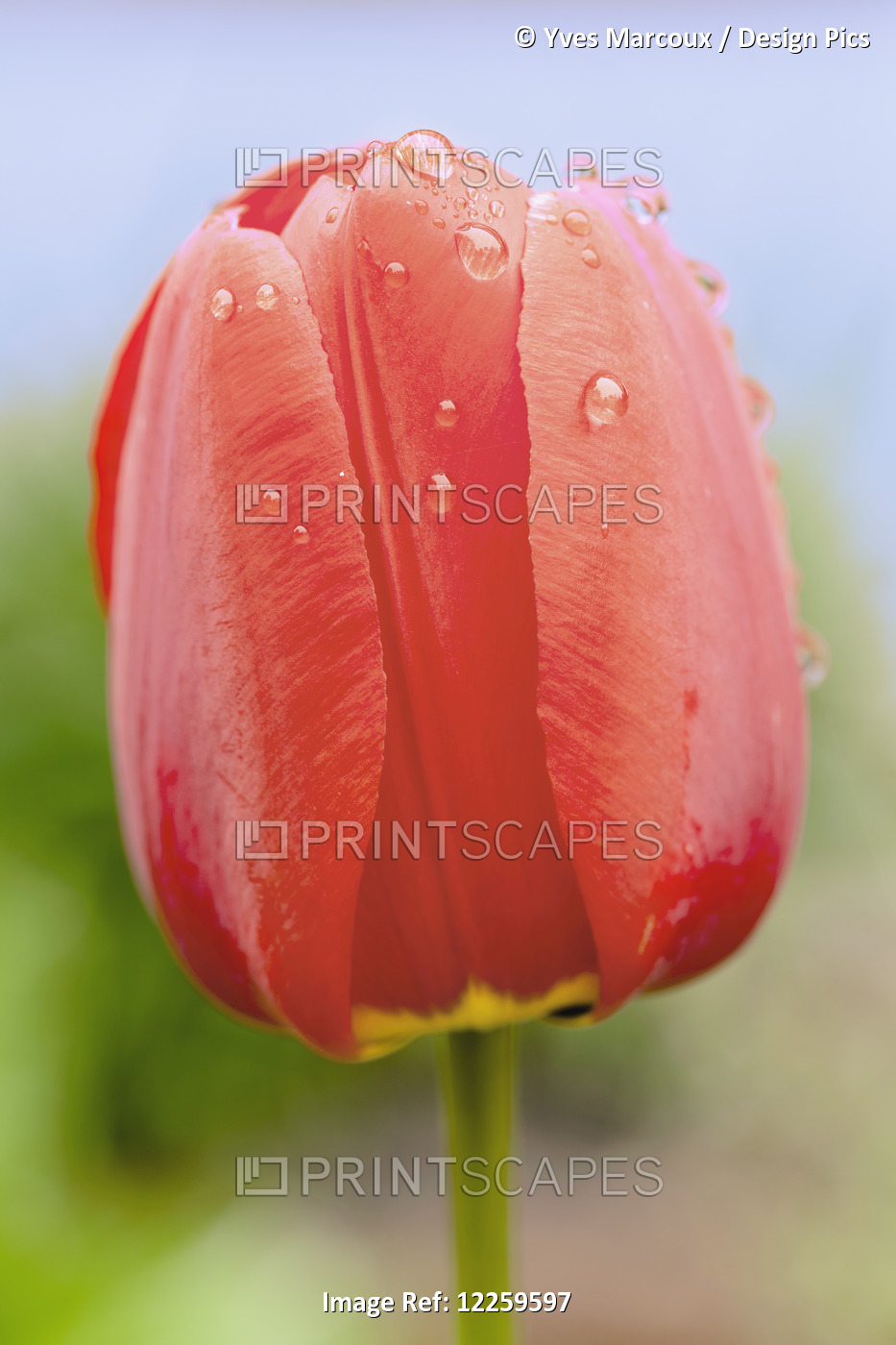 Close Up Of Tulip; Quebec, Canada