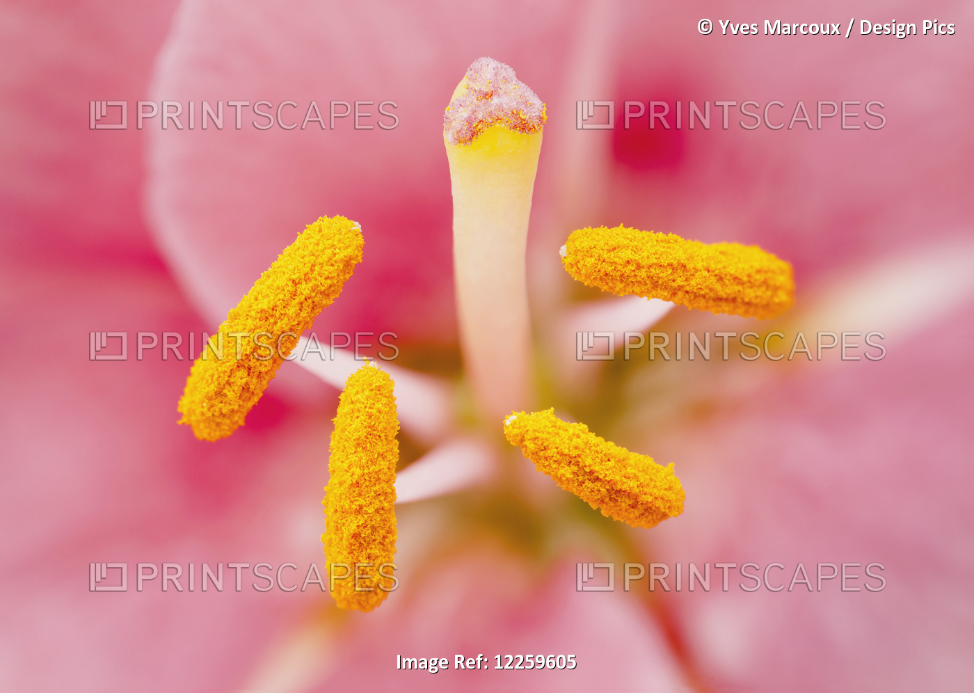 Close Up Of Stamen And Filament Of Lily; Quebec, Canada