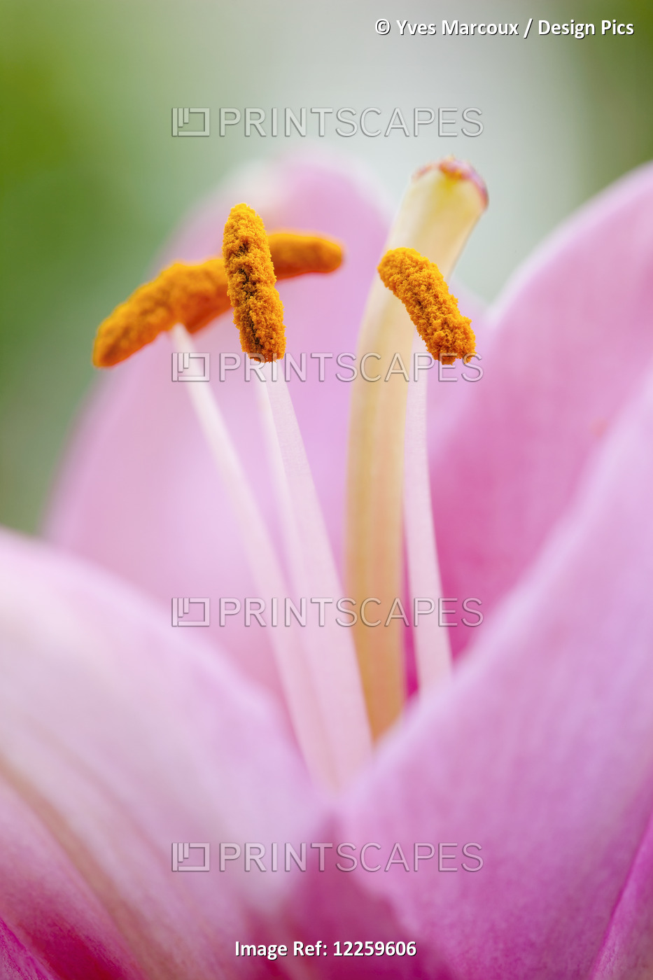 Close Up Of A Lily; Quebec, Canada