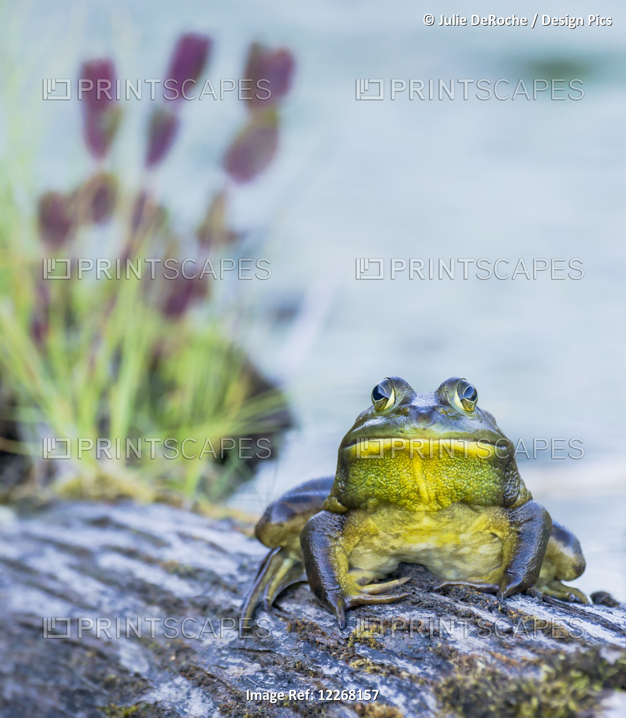 Bull Frog (Rana Catesbeiana) Resting On A Log Beside A Lake; Ontario, Canada