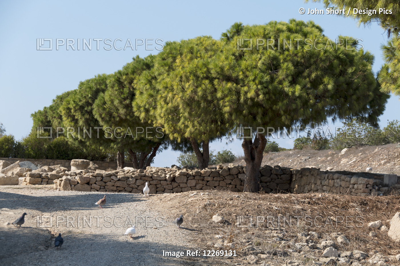 Birds Wander On The Ground Beside A Stone Wall And Trees; Paphos, Cyprus
