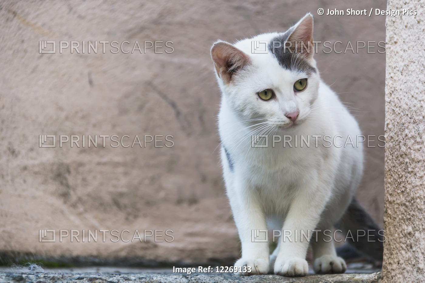 A White Cat Stands On A Ledge; Paphos, Cyprus