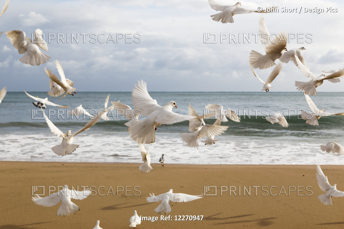 A Flock Of White Birds Takes Flight On A Beach At The Water's Edge; Benidorm, ...