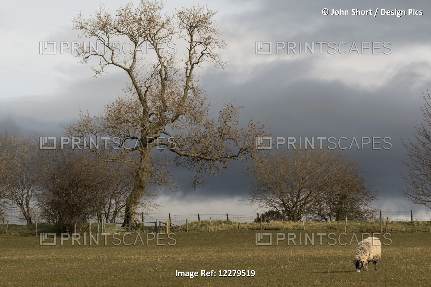 A Lone Sheep Grazes In A Field With Dark Clouds Overhead; Cumbria, England