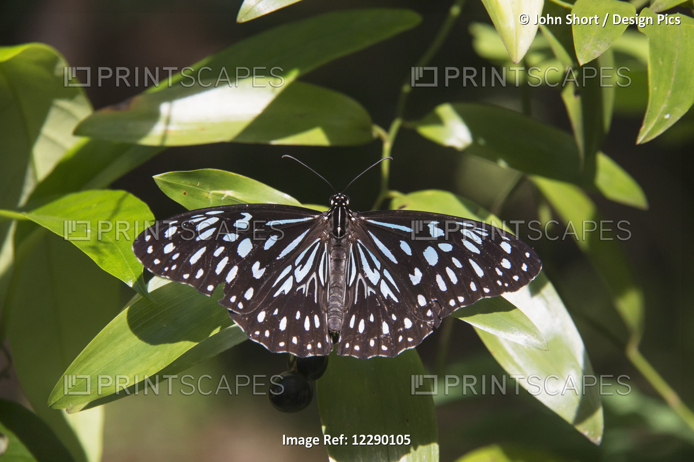 A Black And Blue Butterfly Resting On A Leaf; Queensland, Australia