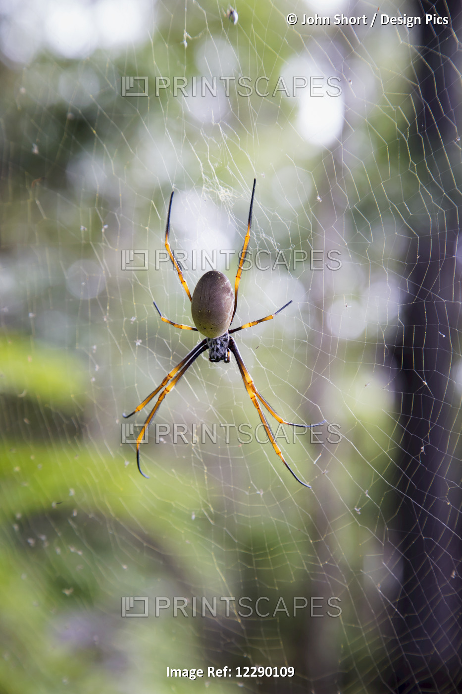 Spider In A Web; Noosa Heads, Queensland, Australia