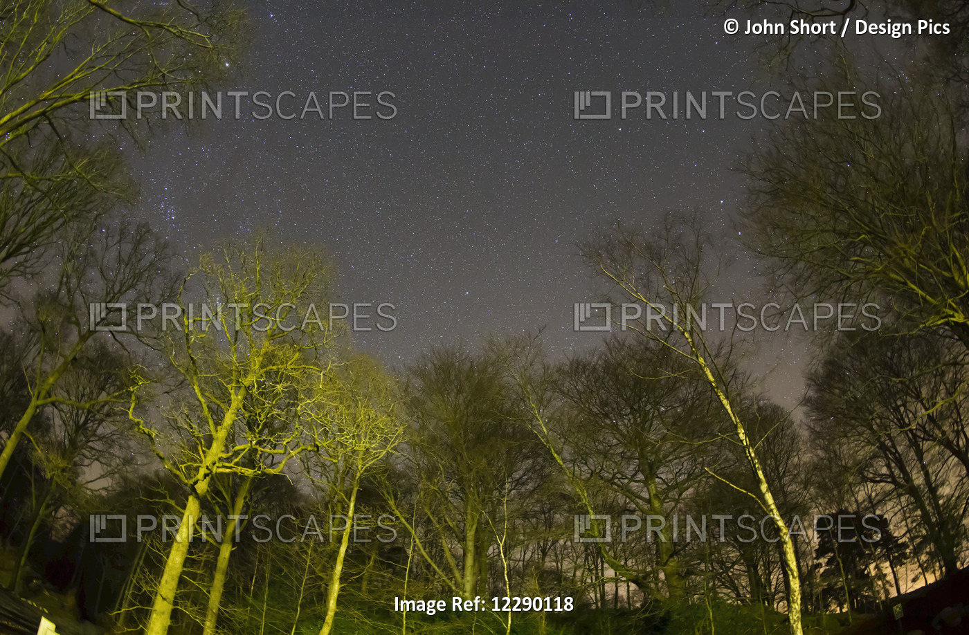 View Of Stars In The Sky With Illuminated Trees At Nighttime; Clappersgate, ...