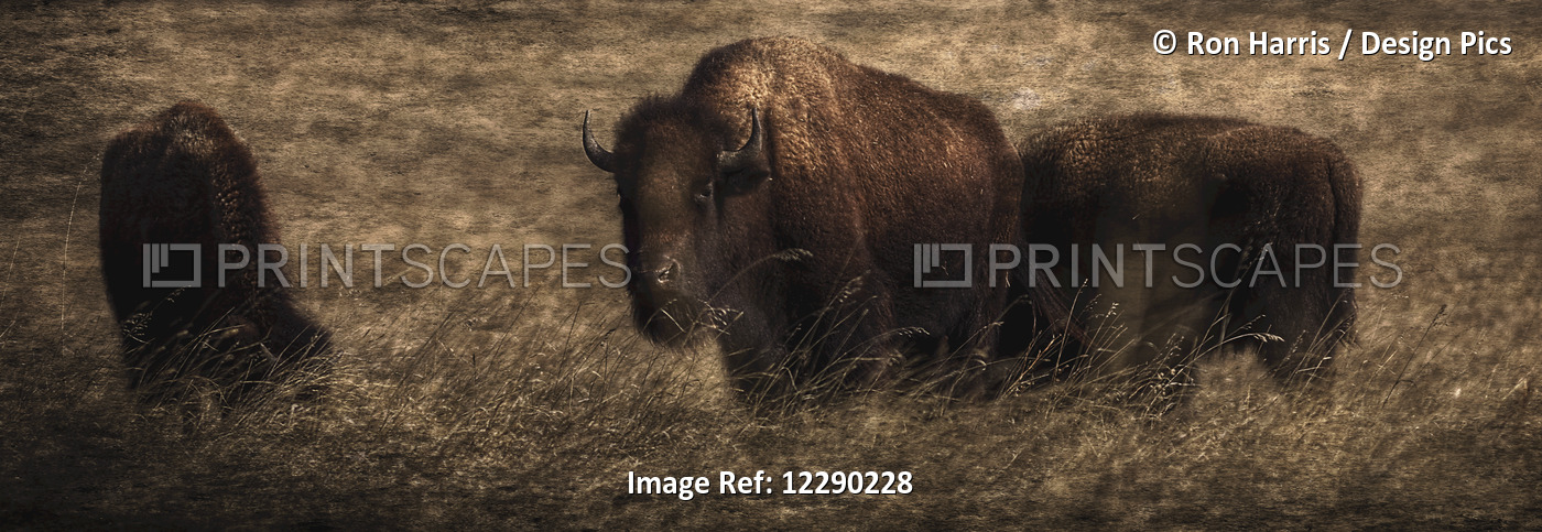 Bison (Bison Bison Athabascae) Grazing, Elk Island National Park; Alberta, ...