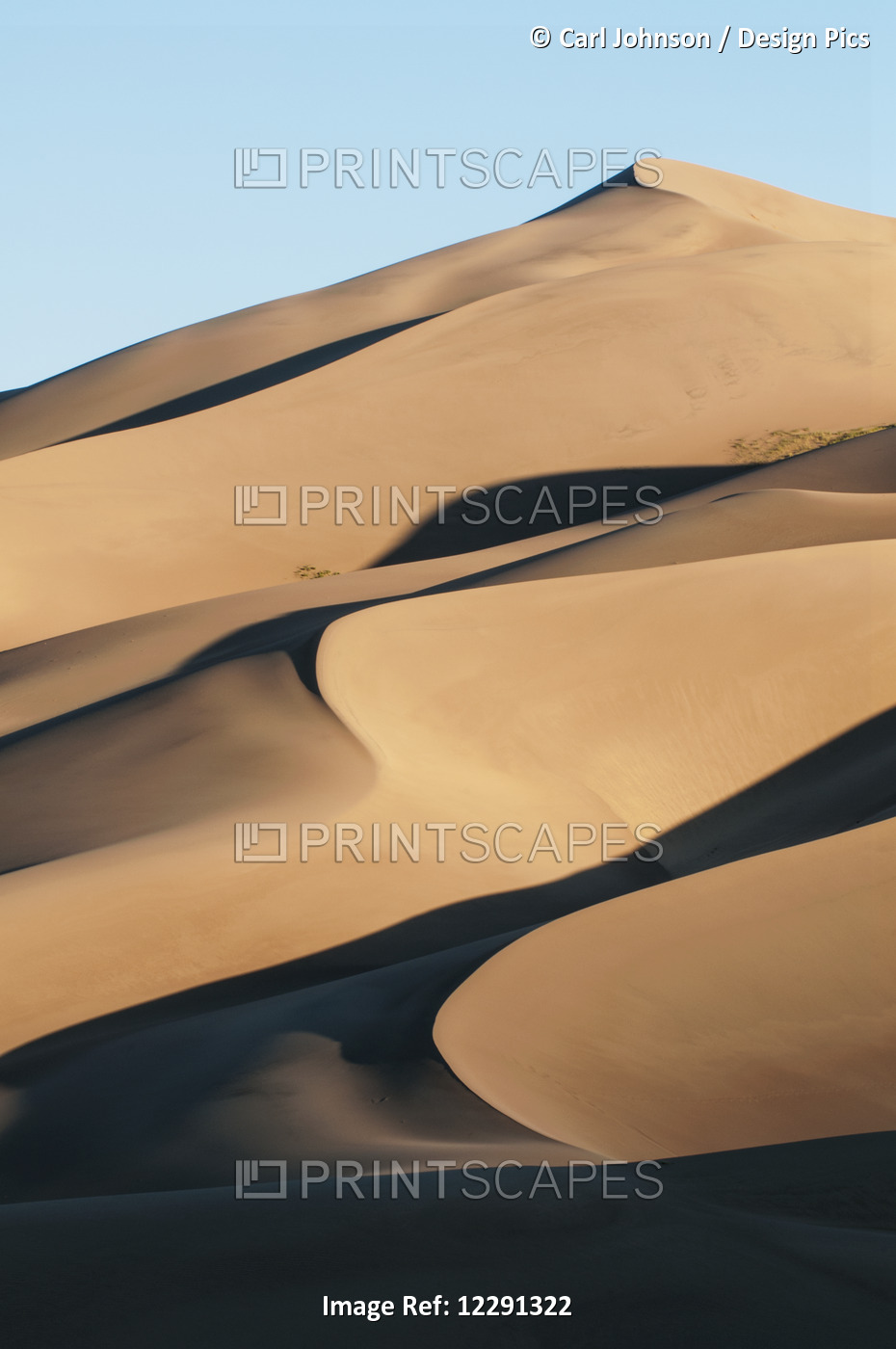Sand Dunes In Morning Light, Great Sand Dunes National Park; Colorado, United ...