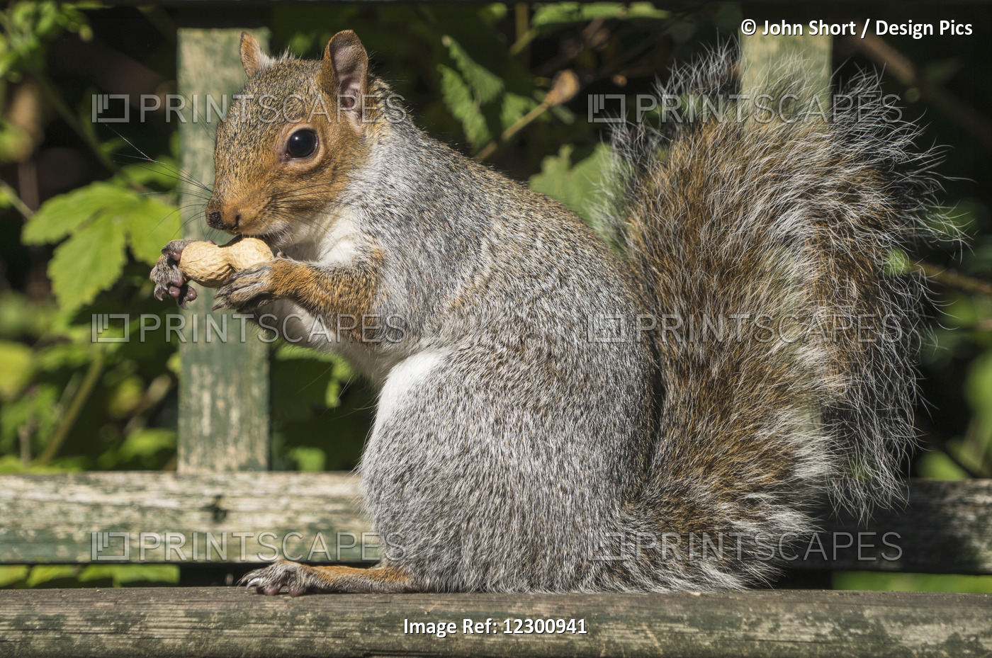 Squirrel Holding A Shelled Peanut; Gateshead, Tyne And Wear, England