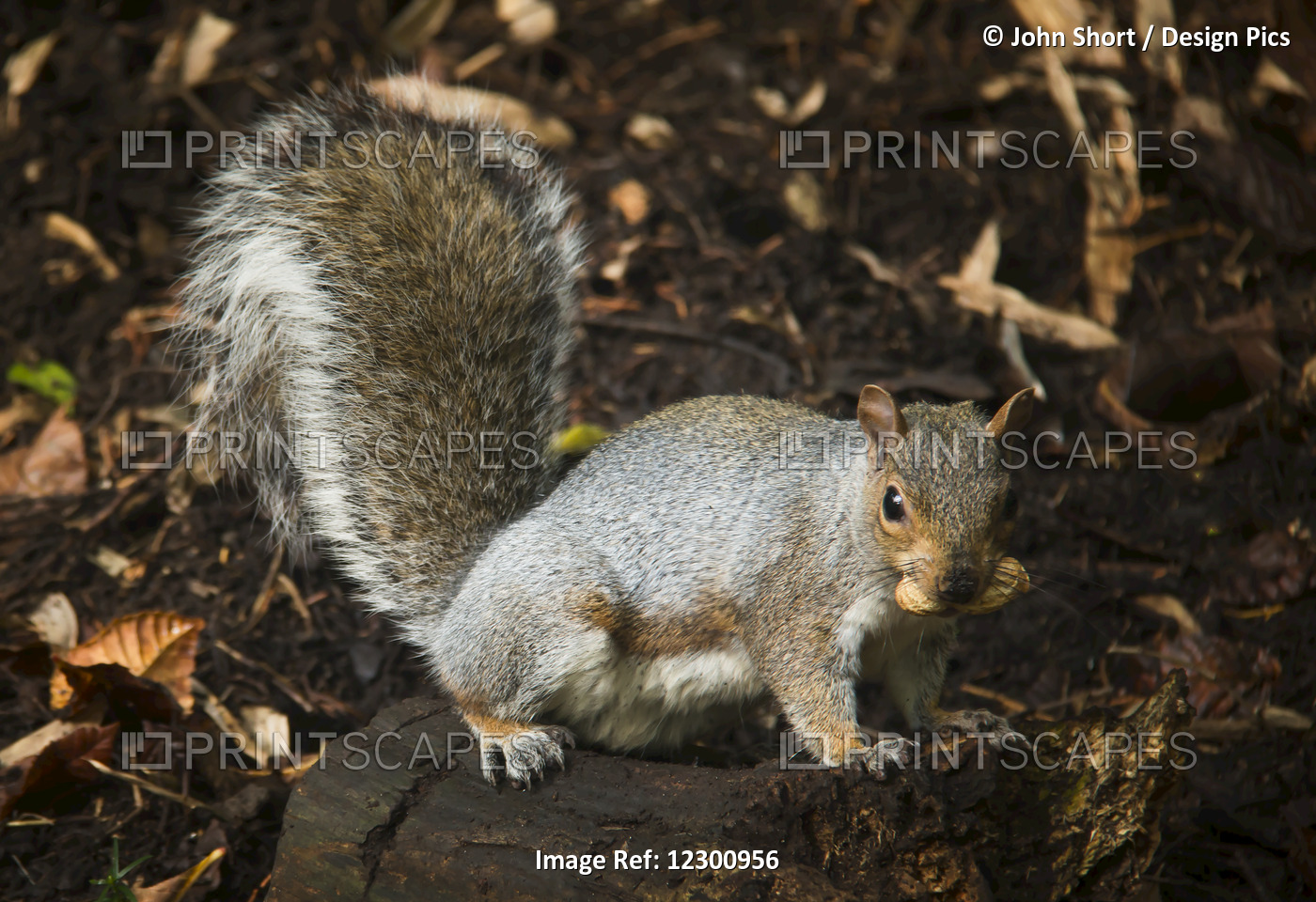 Squirrel Eating A Nut On A Tree Stump In Autumn; Gateshead, Tyne And Wear, ...