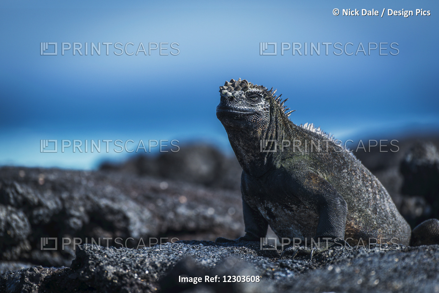 Marine Iguana (Amblyrhynchus Cristatus) Sunbathing On Black Volcanic Rocks; ...