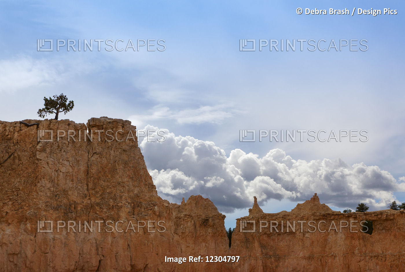 A Tree Grows Alone Along The Ridges Of Bryce Canyon National Park; Utah, United ...