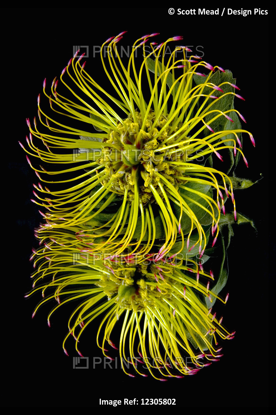 Close Up Of A Unique Tropical Flower On A Black Background; Hawaii, United ...