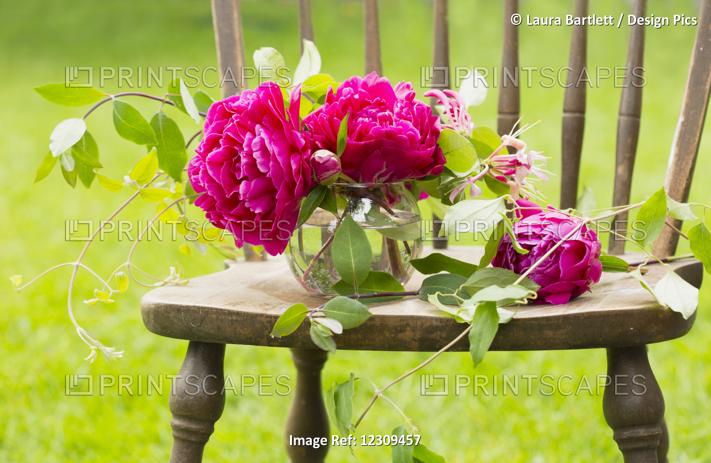 Fresh Pink Peonies Picked And Lying On A Wooden Chair; New Westminster, British ...