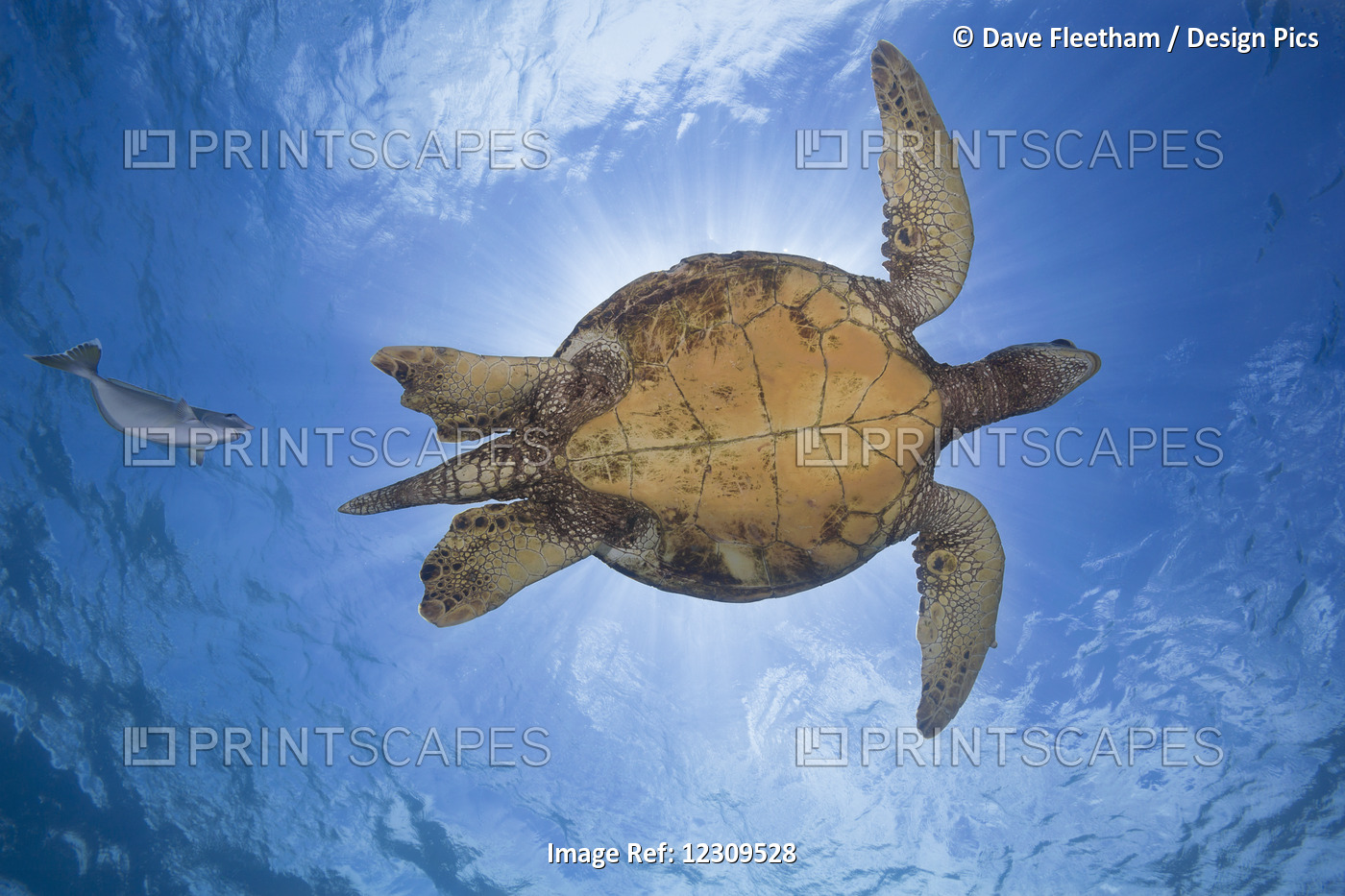 This Male Green Sea Turtle (Chelonia Mydas), An Endangered Species, Is Being ...