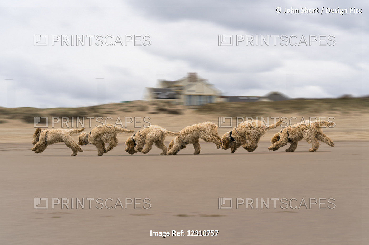 A Composite Of A Cockapoo Playing On The Beach, With 6 Images In A Row; South ...