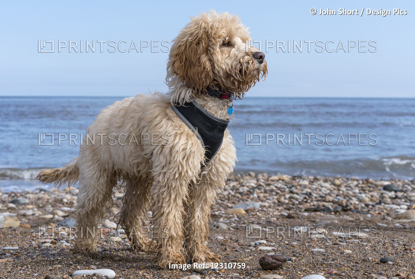 A Cockapoo Standing On A Rocky Beach At The Water's Edge; South Shields, Tyne ...