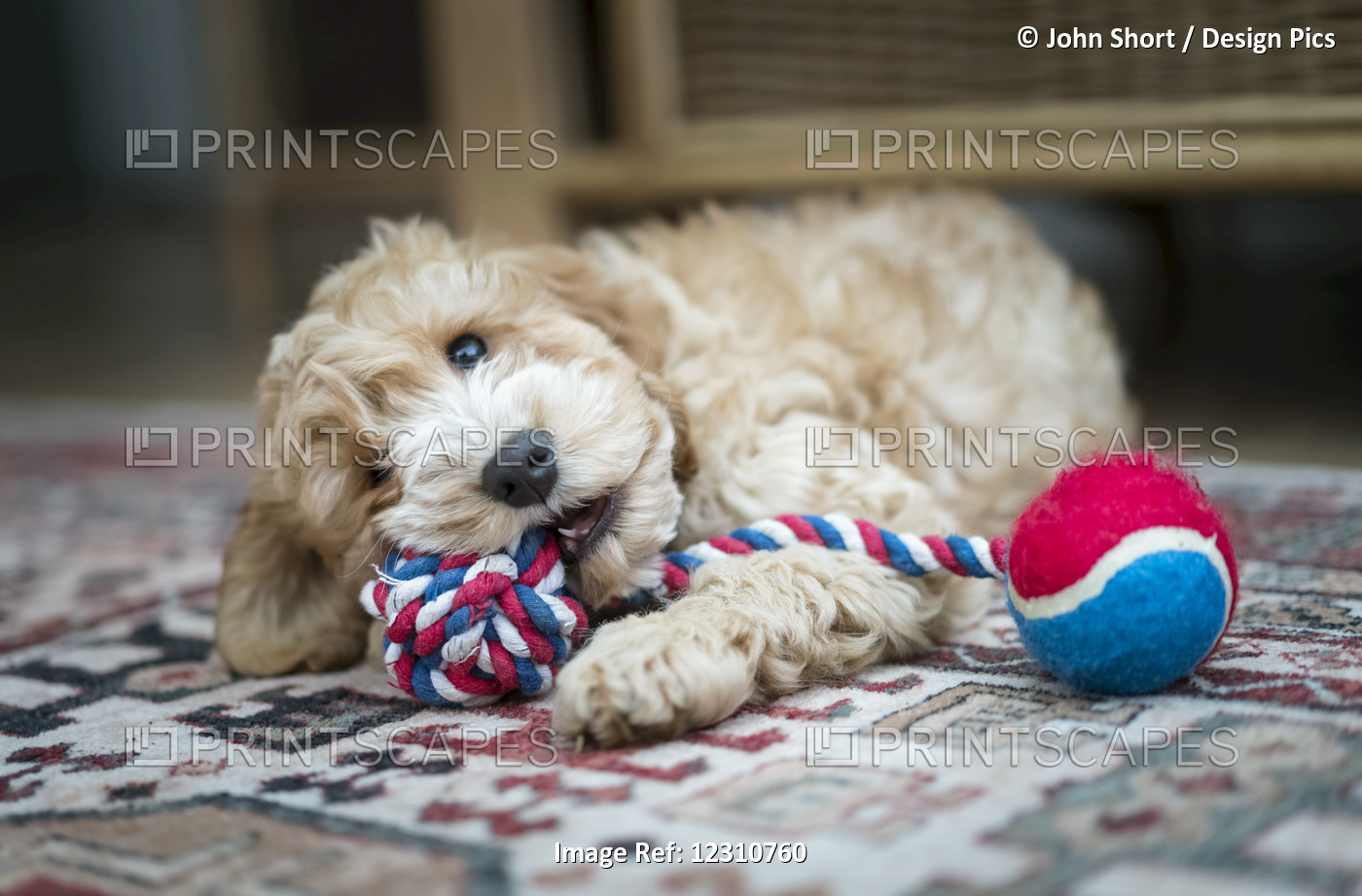 A Cockapoo Playing With A Toy On The Floor; South Shields, Tyne And Wear, ...