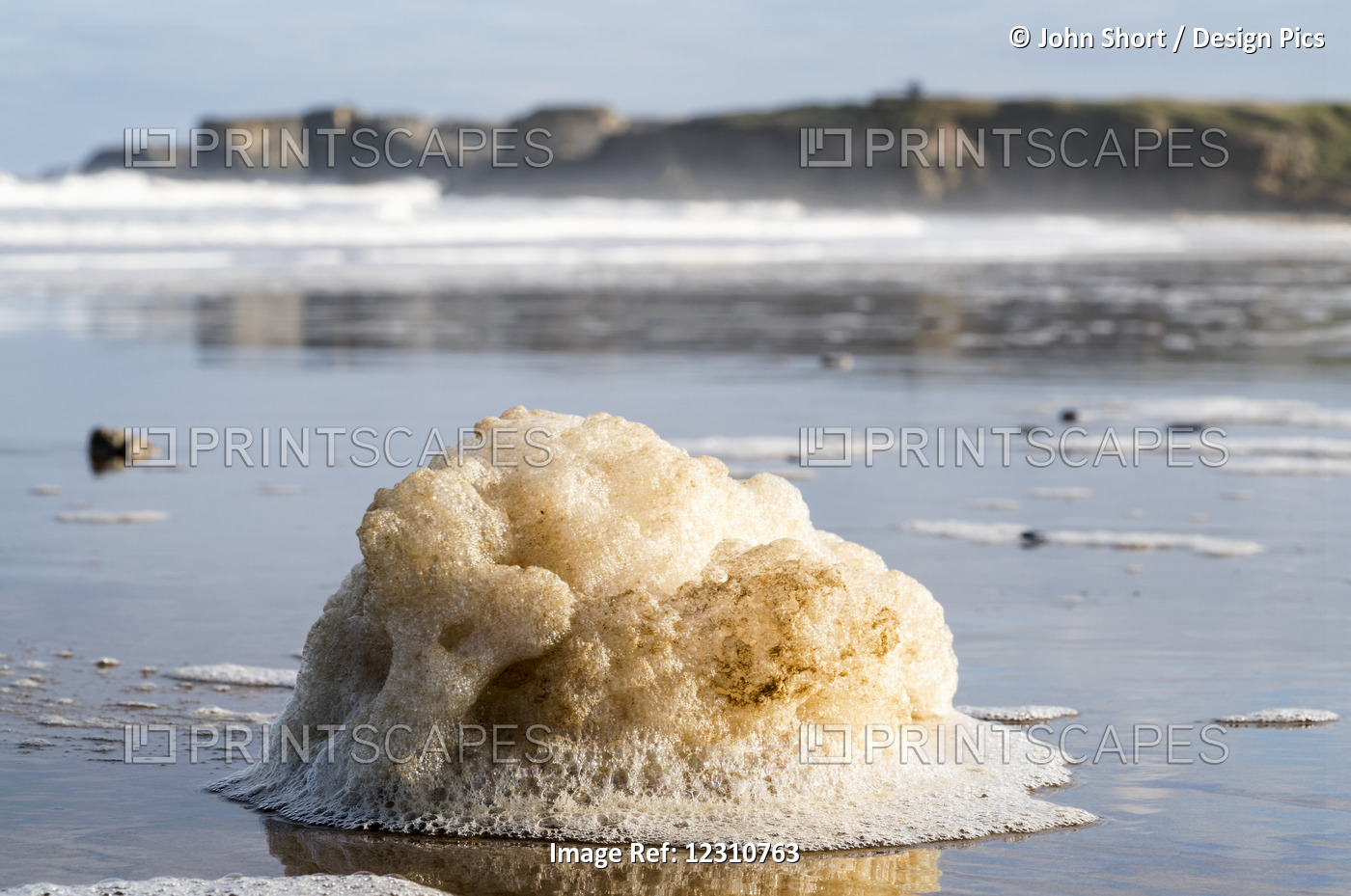 A Wet Cockapoo Covered In Foam Playing On The Wet Sand On The Beach; South ...