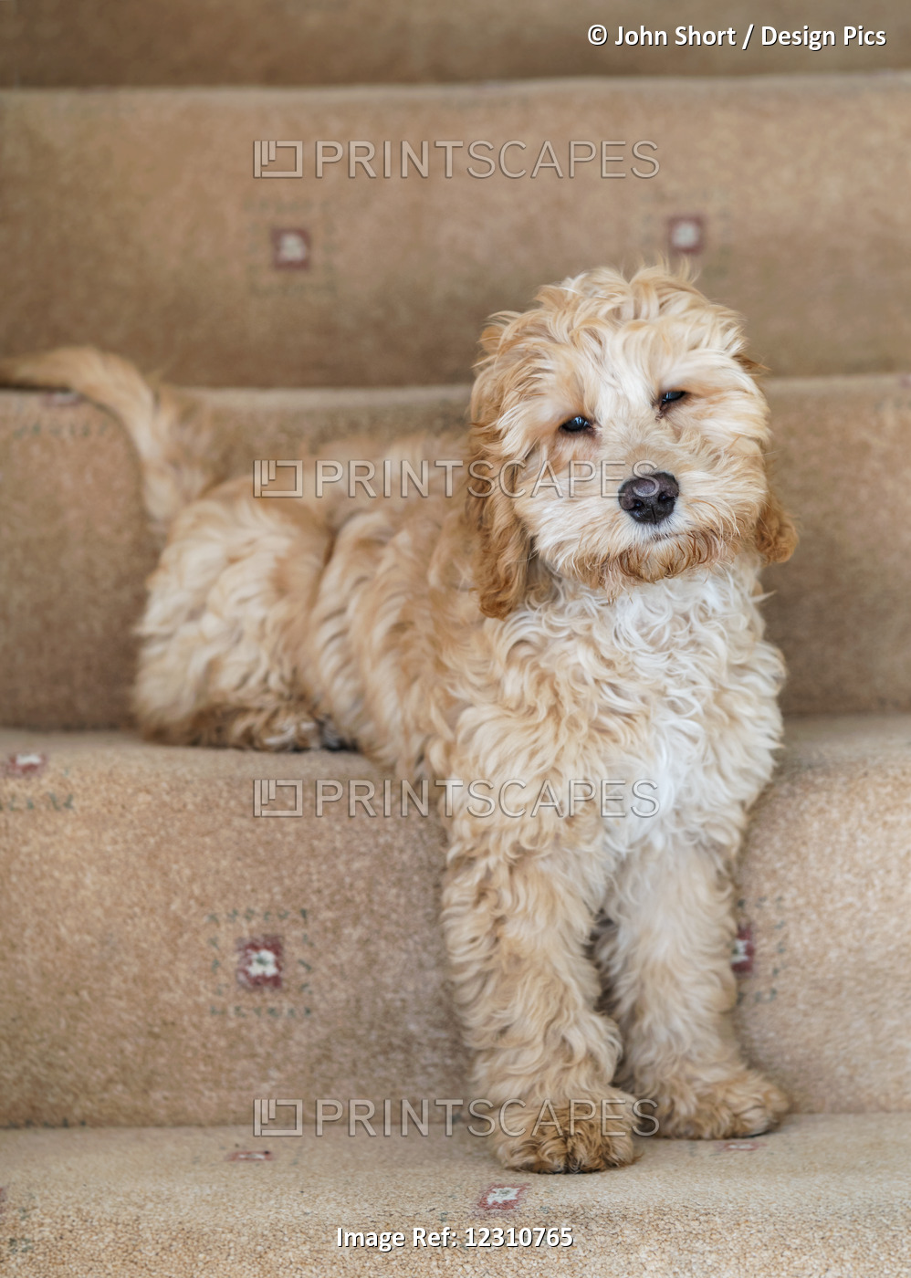 Cockapoo Sitting On The Carpeted Steps At Home; South Shields, Tyne And Wear, ...