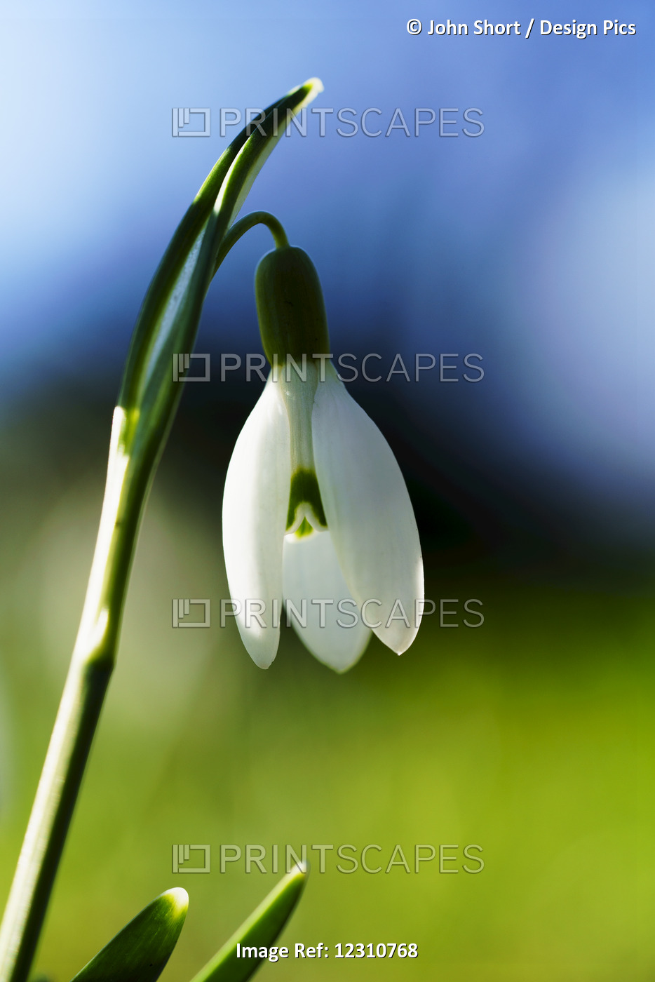 White Flower Drooping Against Blue And Green Background; South Shields, Tyne ...
