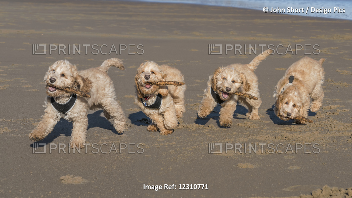 Composite Image Of A Cockapoo Running On The Beach, With 5 Images In A Row; ...