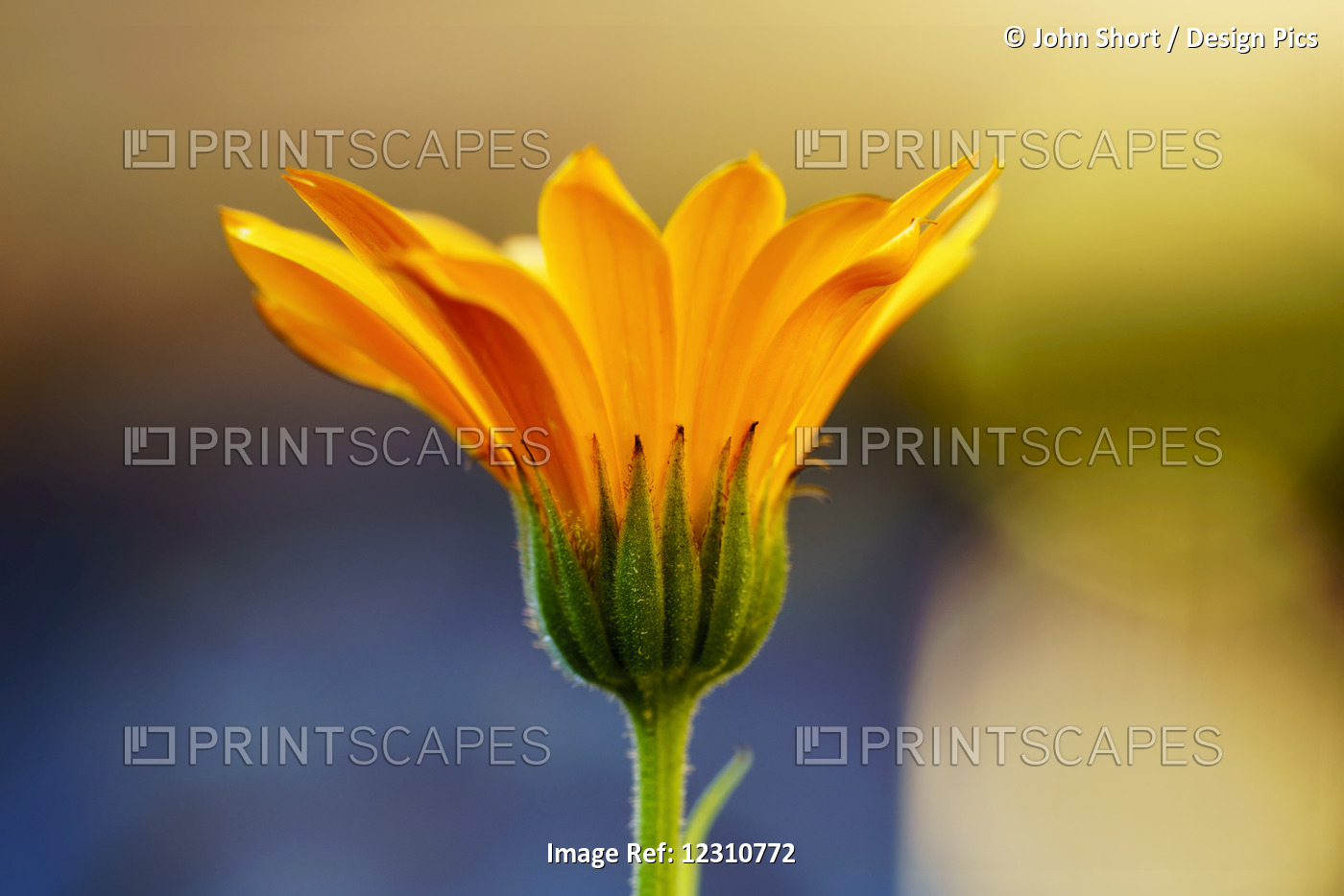 Close Up Of Yellow Flower Blossoming; South Shields, Tyne And Wear, England