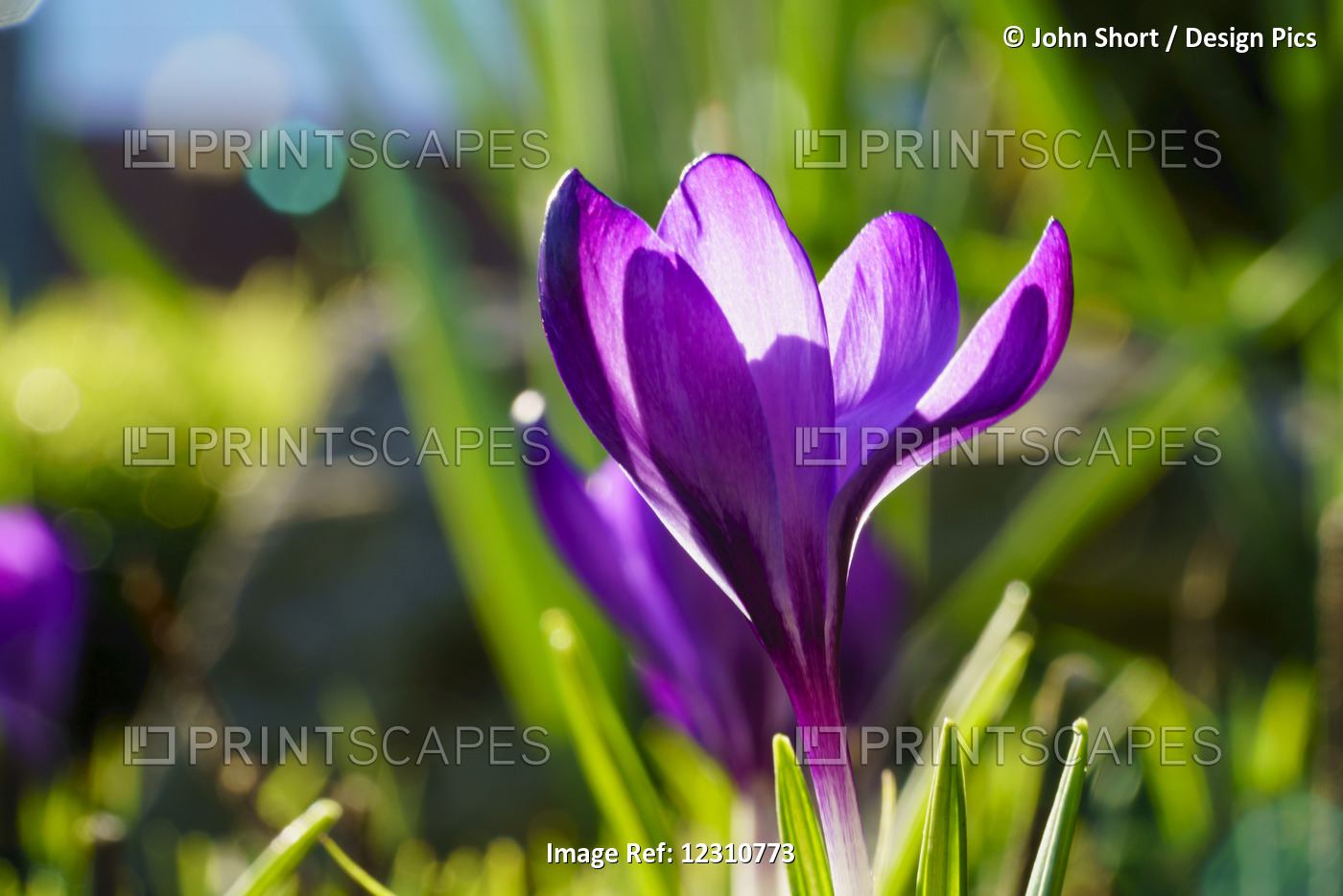 A Purple Crocus In Bloom; South Shields, Tyne And Wear, England