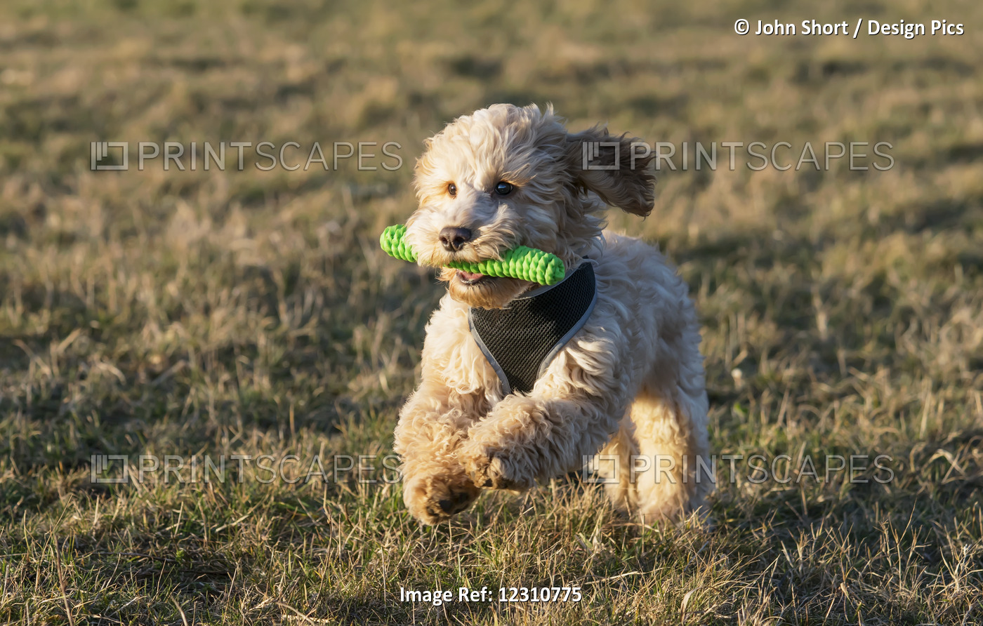 A Cockapoo Running On The Grass With A Toy In It's Mouth; South Shields, Tyne ...
