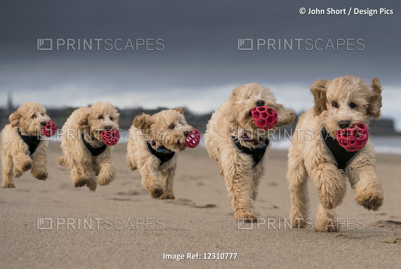 Composite Of A Cockapoo Running On The Beach With A Red Ball In It's Mouth, ...