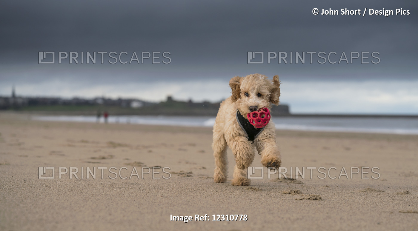 A Cockapoo Running On The Beach With A Red Ball In It's Mouth; South Shields, ...