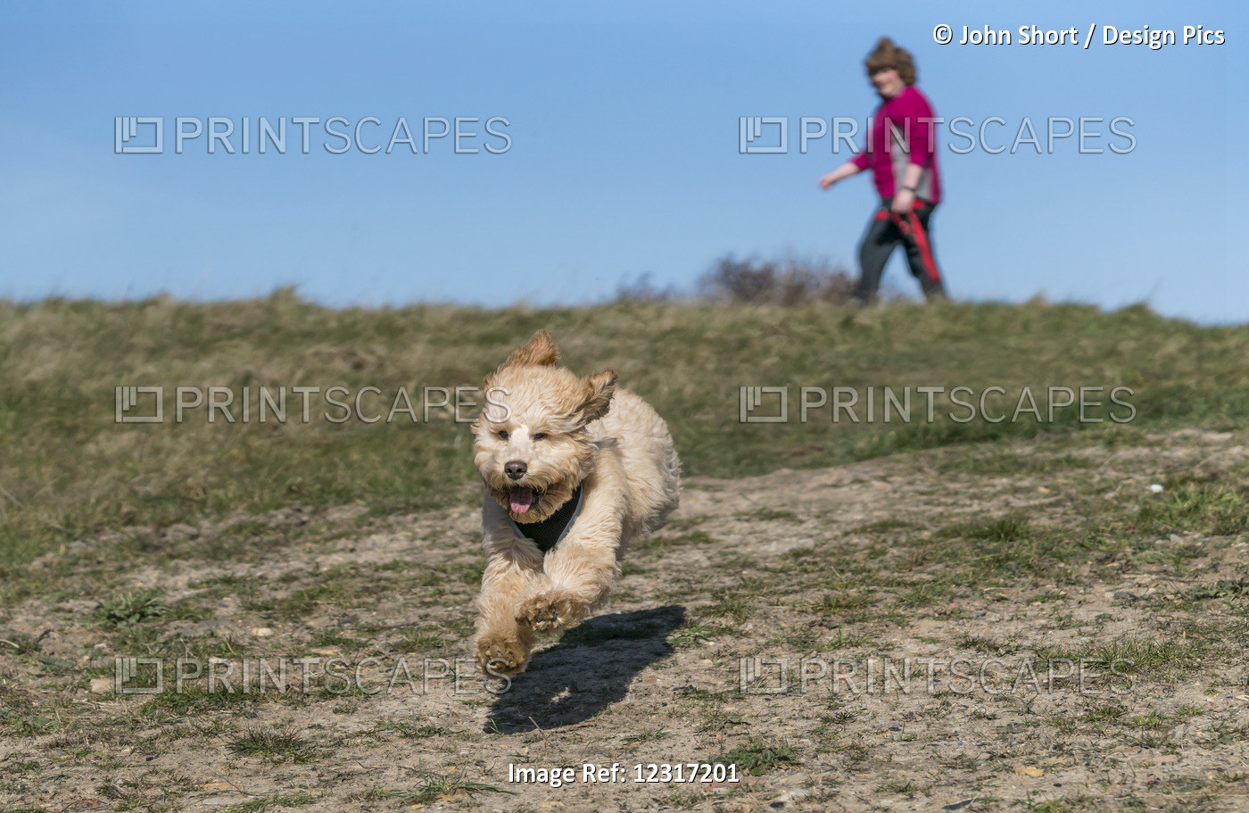 A Dog Runs On A Hillside Towards The Camera With A Woman Walking In The ...