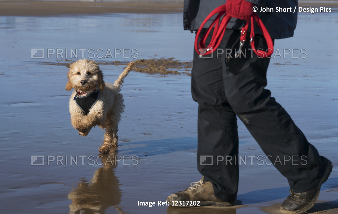 A Small Dog Runs On The Wet Beach As The Owner Walks Along Holding The Leash; ...