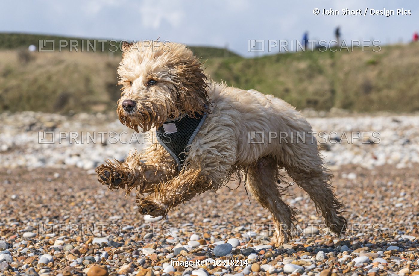 A Wet Dog Runs Across A Pebble Beach; South Shields, Tyne And Wear, England