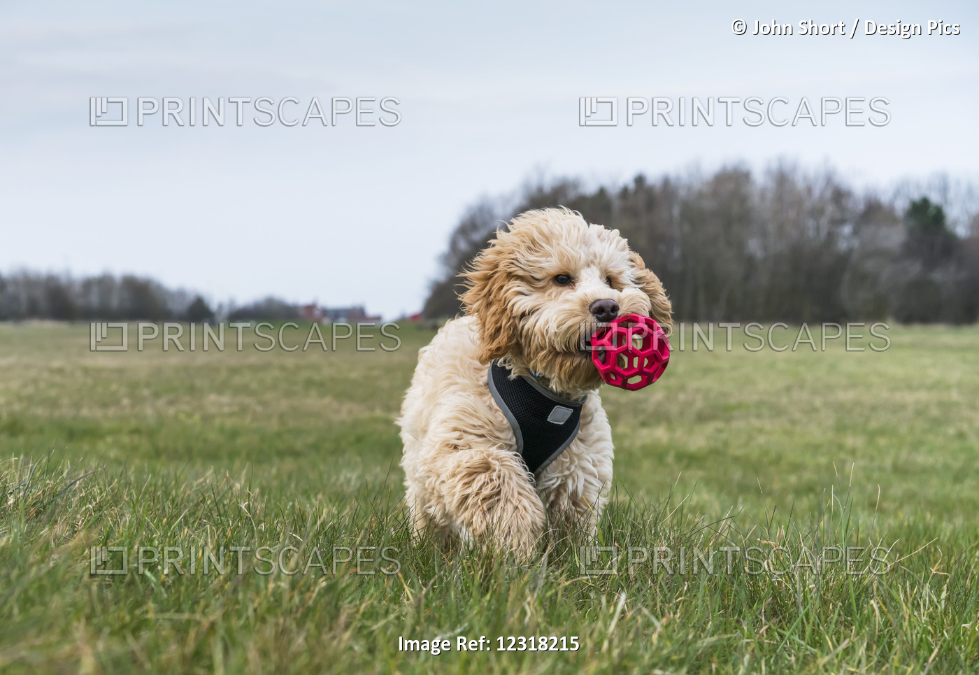 A Dog Walks In A Grass Field With A Toy Ball In It's Mouth; South Shields, Tyne ...