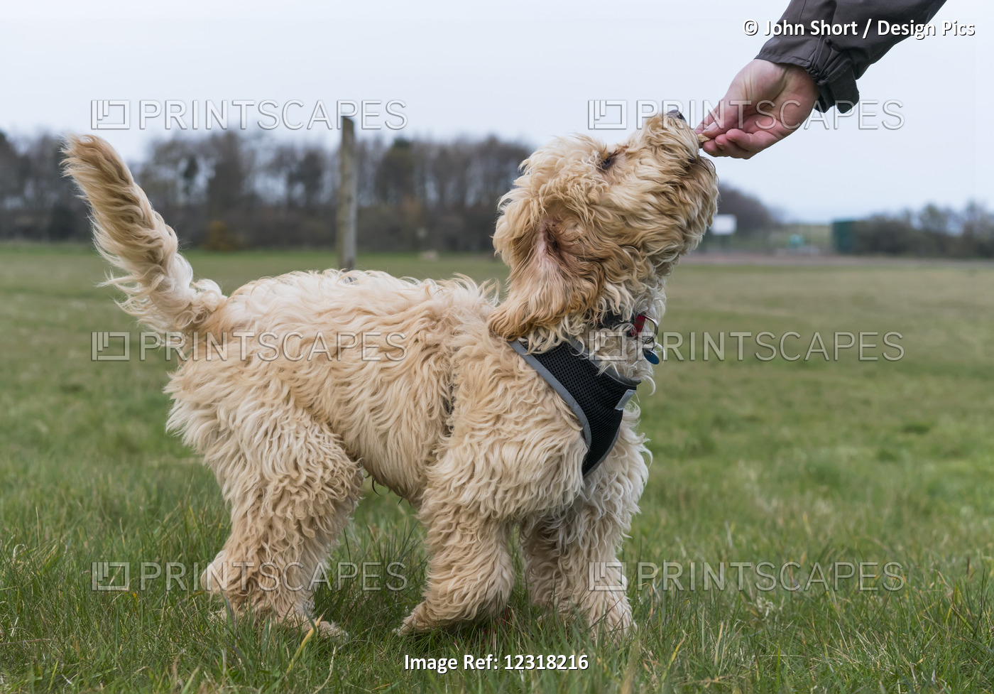 A Dog Eating A Treat From The Owner's Hand; South Shields, Tyne And Wear, ...
