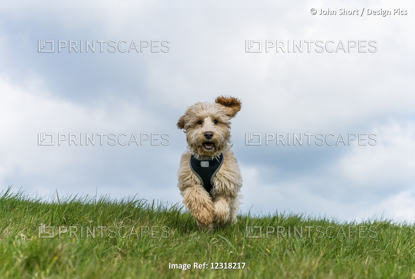A Cockapoo Runs Towards The Camera On Grass; South Shields, Tyne And Wear, ...