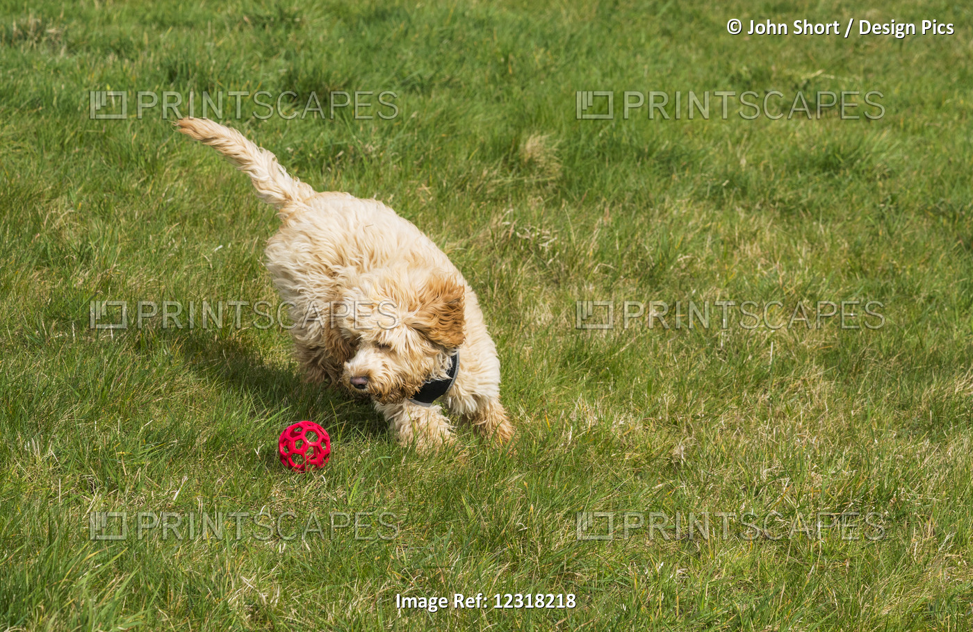 A Cockapoo Plays With A Red Ball On Grass; South Shields, Tyne And Wear, England