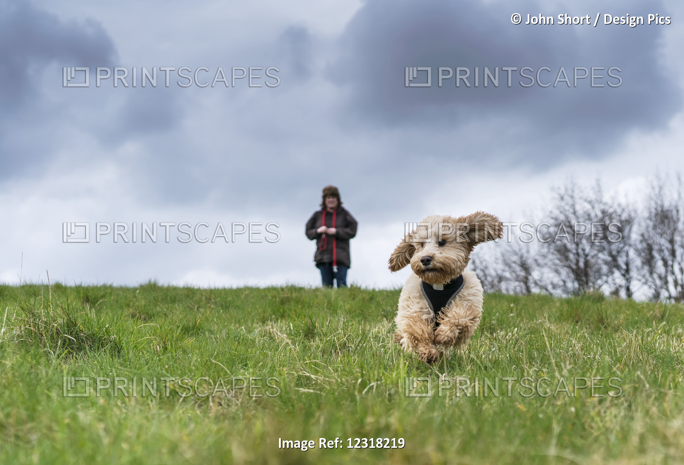 A Cockapoo Runs Towards The Camera On Grass With It's Owner Standing In The ...