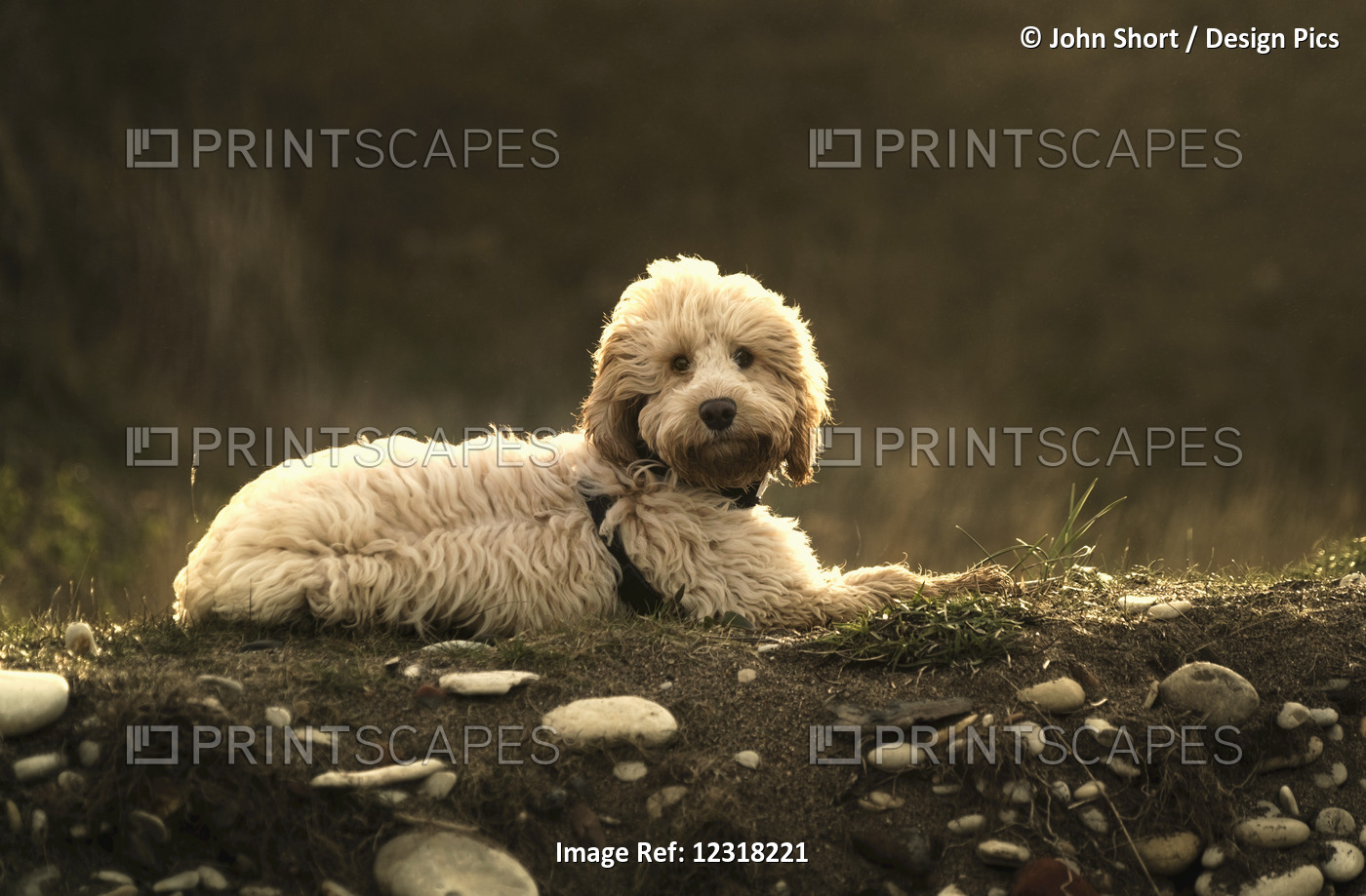 A Blond Cockapoo Lays On The Ground Looking At The Camera; South Shields, Tyne ...