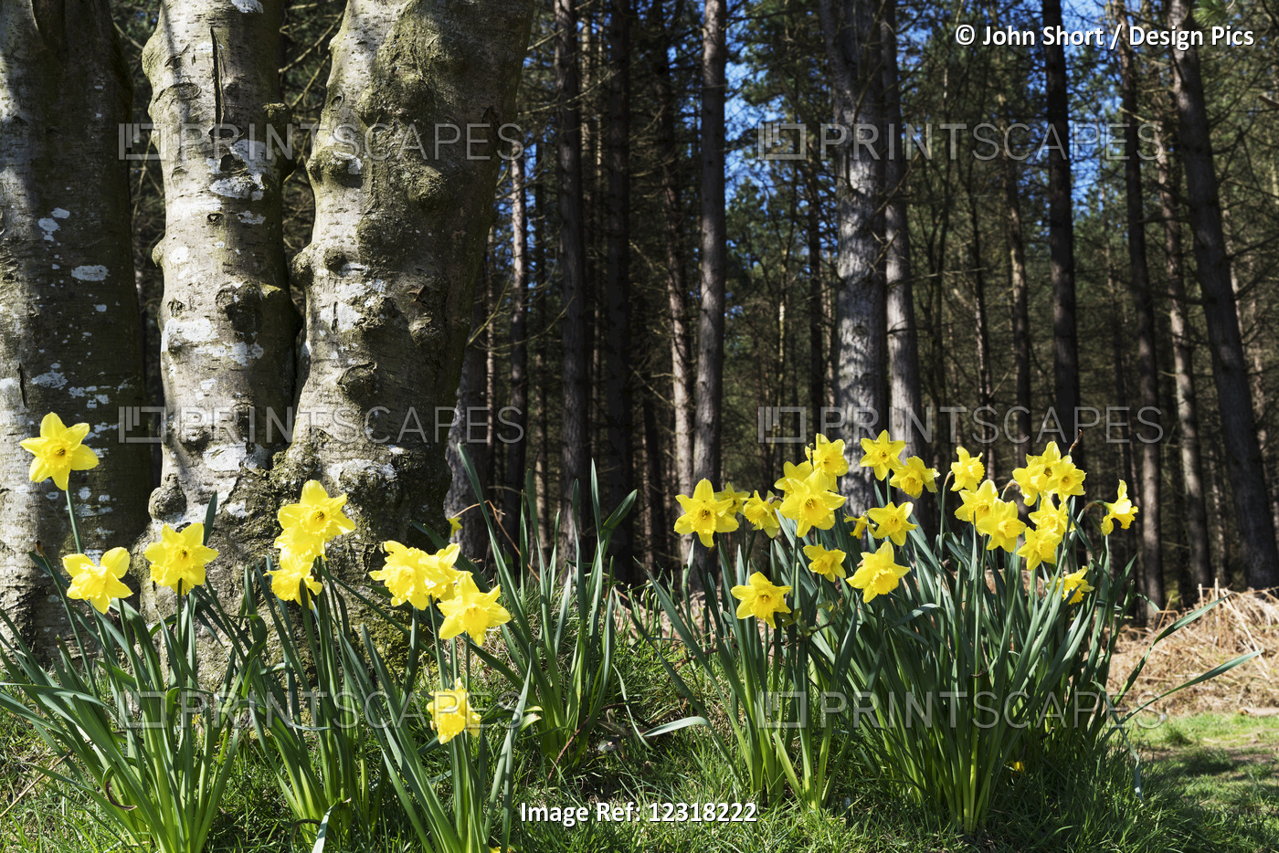 Blossoming Daffodils On The Edge Of A Forest; Northumberland, England