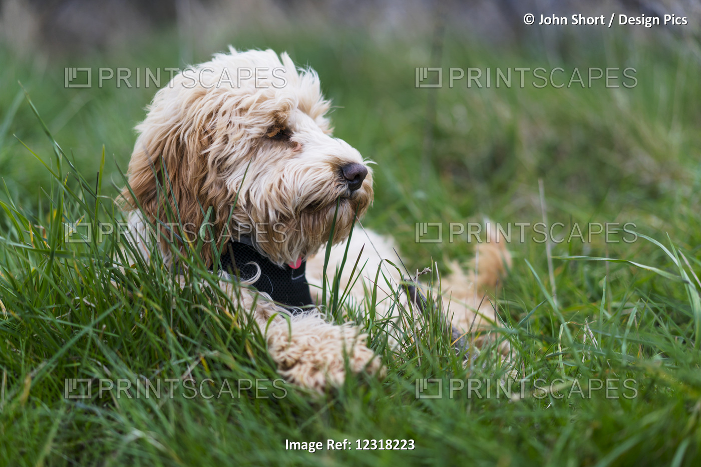 A Blond Cockapoo Rests In The Grass; South Shields, Tyne And Wear, England